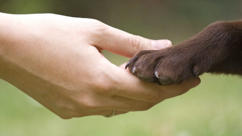 ¿Los animales son sujetos de derechos o cosas? (Por Griselda Engelhard)