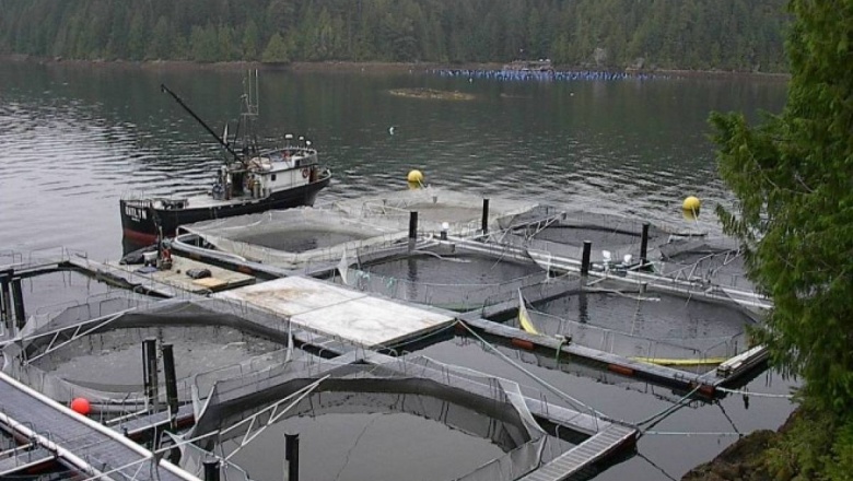 ¿Cuál es la historia con las salmoneras? (Por A. Schiavini)