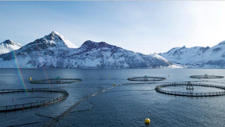 Una alternativa moderna y sustentable para preservar al Canal Beagle de las salmoneras (Por Mariano Spinedi)
