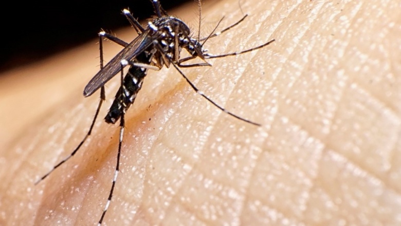 (AUDIO) El mosquito, un aliado en la lucha contra el dengue (Por Adrián Schiavini)