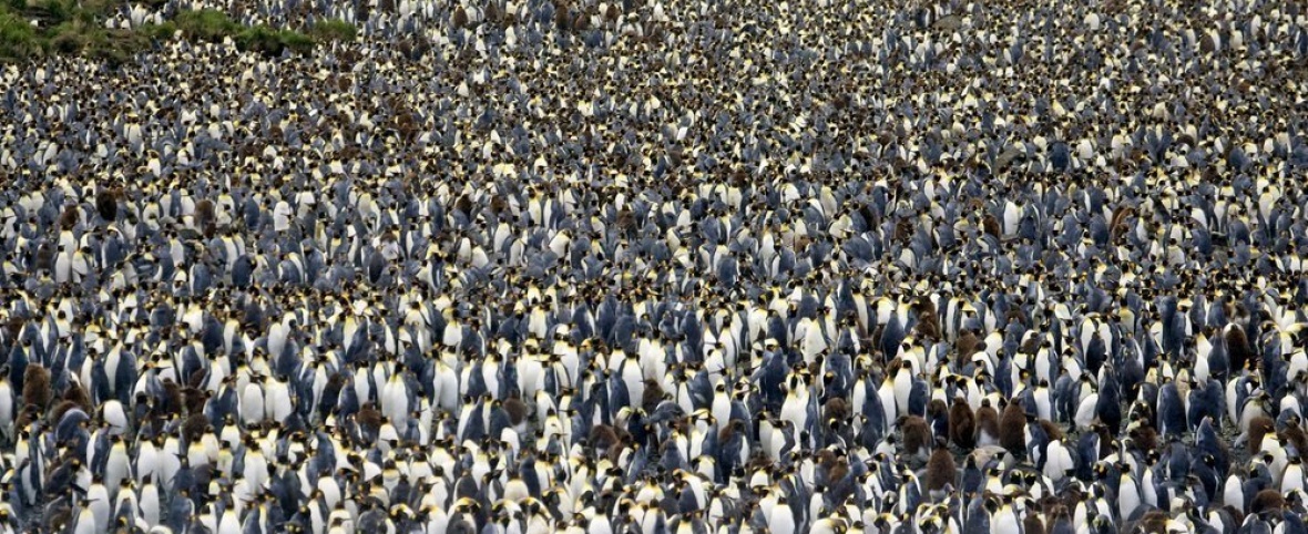 la isla de los pingüinos