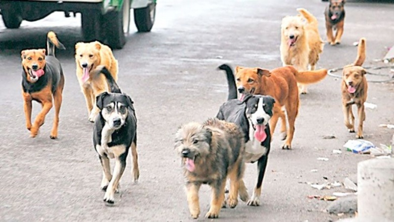 Perros y gatos comunitarios: ¿Compasión o egoísmo? (Por Adrián Schiavini)