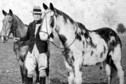(AUDIO) Los caballos patagónicos que hicieron la mayor travesía de la Historia (Por Carlos Zampatti)